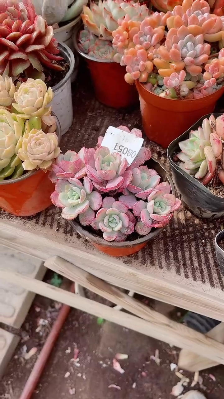 花***宿跃跃精品多肉08051