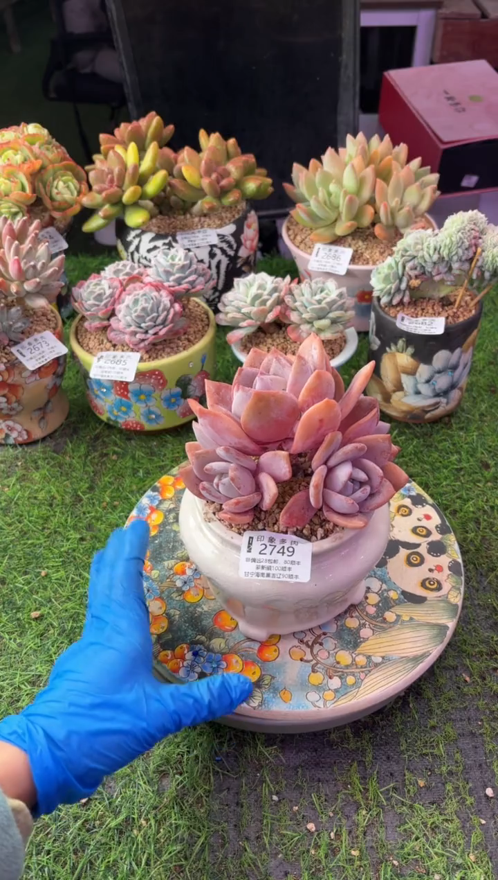 昆明印象多肉2749