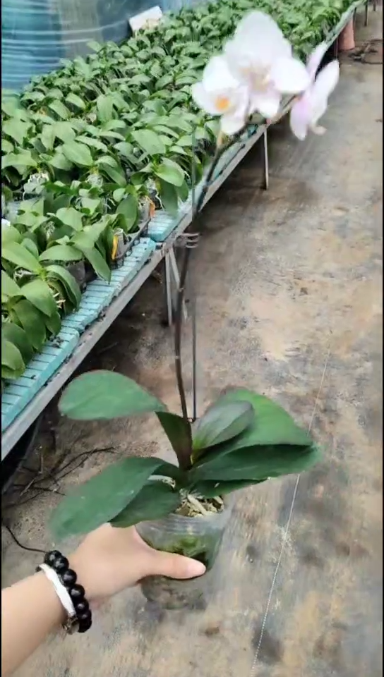 完全开放商品兰福利