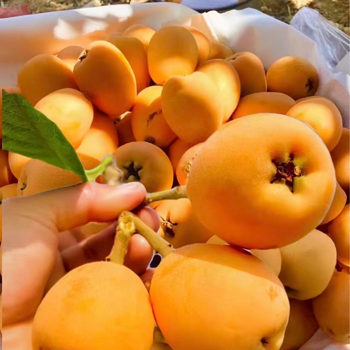 米易琵琶自家直种