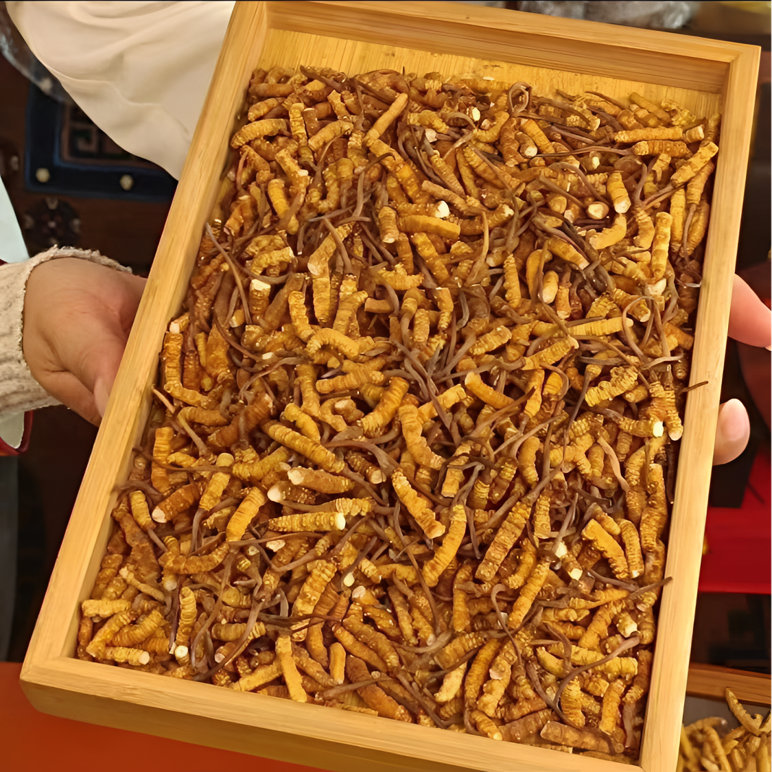 【精选自用大断草】2024头茬高海拔干虫草送人送礼自吃官方正品礼盒