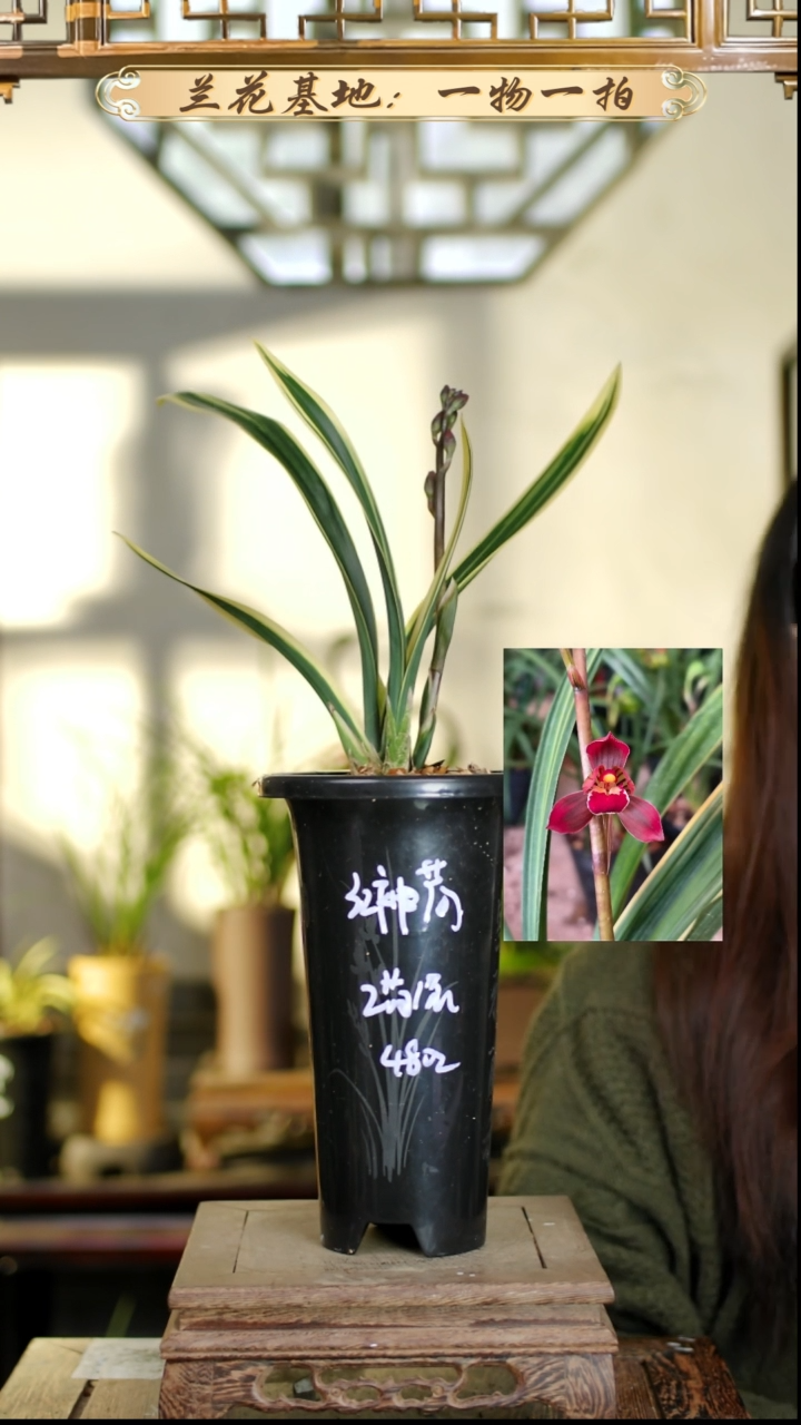 完全开放红神荷2苗花苞