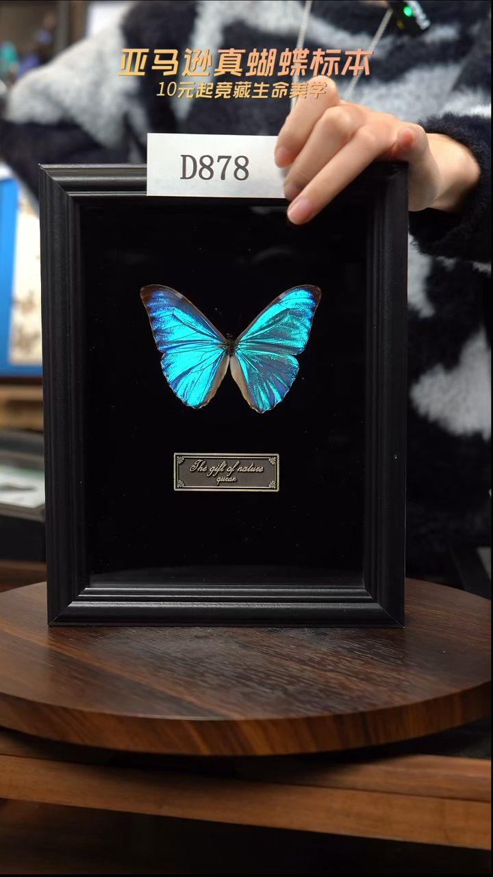 黎明蝴蝶标本摆件竞拍d878