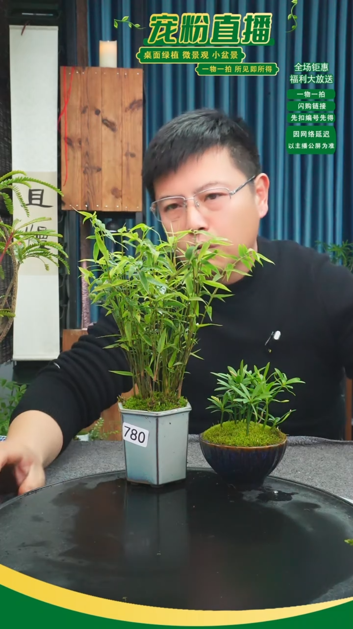 无花朵b****9苔藓微景观780号