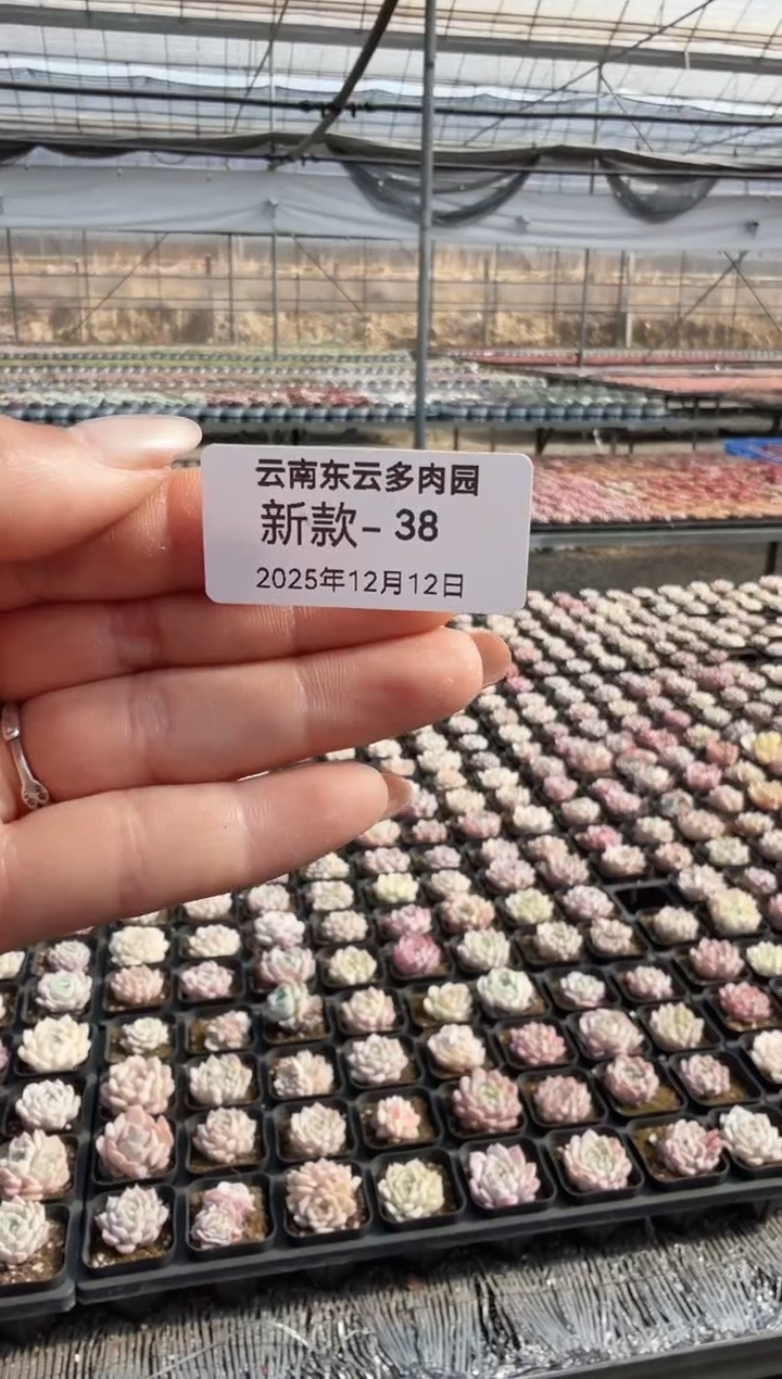 东云多肉园新款-38（6棵）