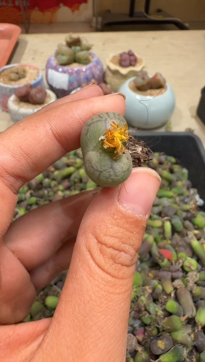 多肉植物肉锥6-204