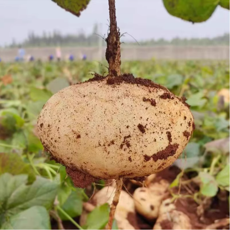 贵州农村本地地萝卜（地瓜）