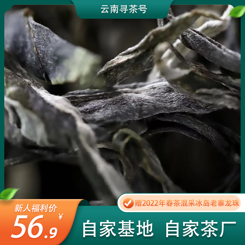 限购两份/2021年·春茶·冰岛地界老寨·大树·自家基地·100克/份