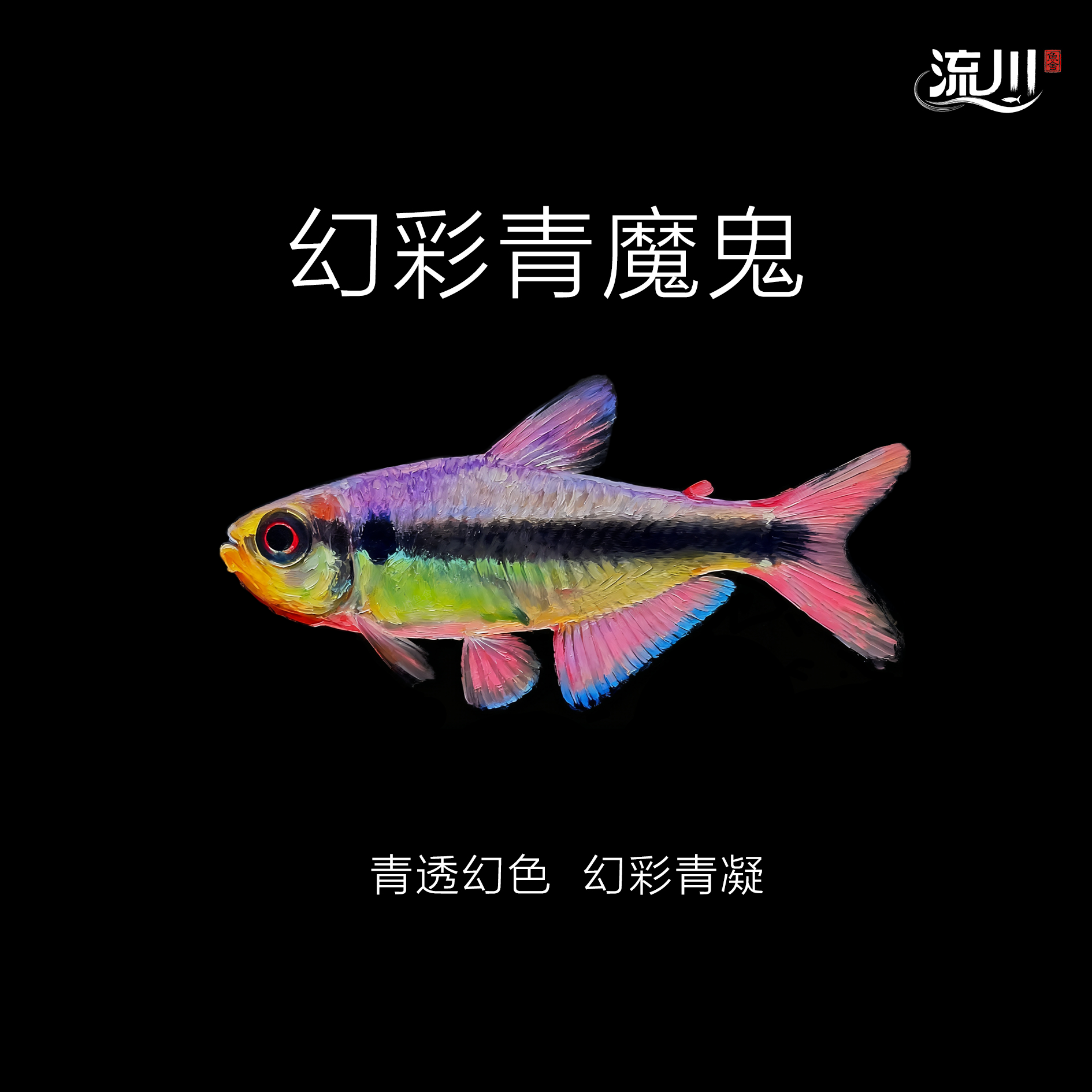 【流川鱼舍】皇室青/幻彩青魔鬼灯鱼【顺丰包邮包损】