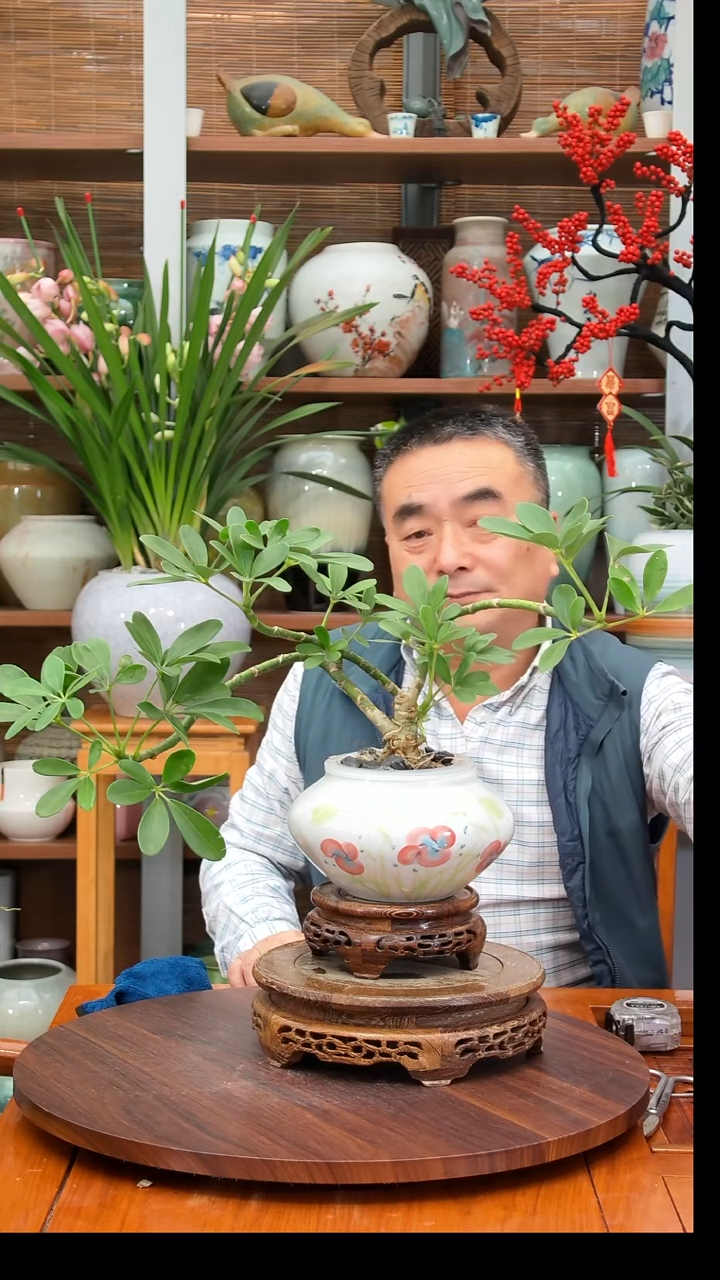 无花朵悠****…水之韵水培鸭掌木