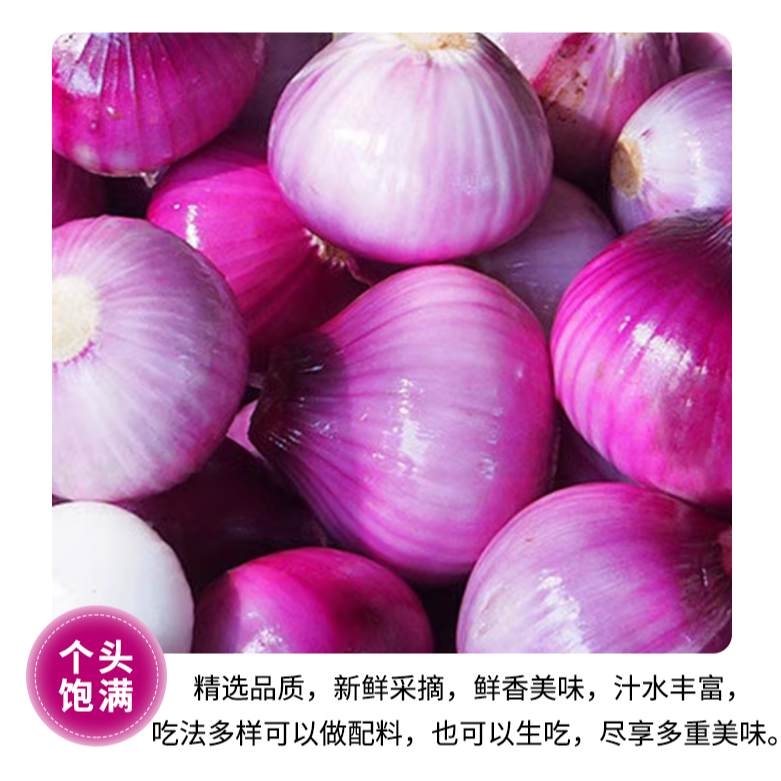 河南紫皮洋葱新鲜洋葱圆葱水果