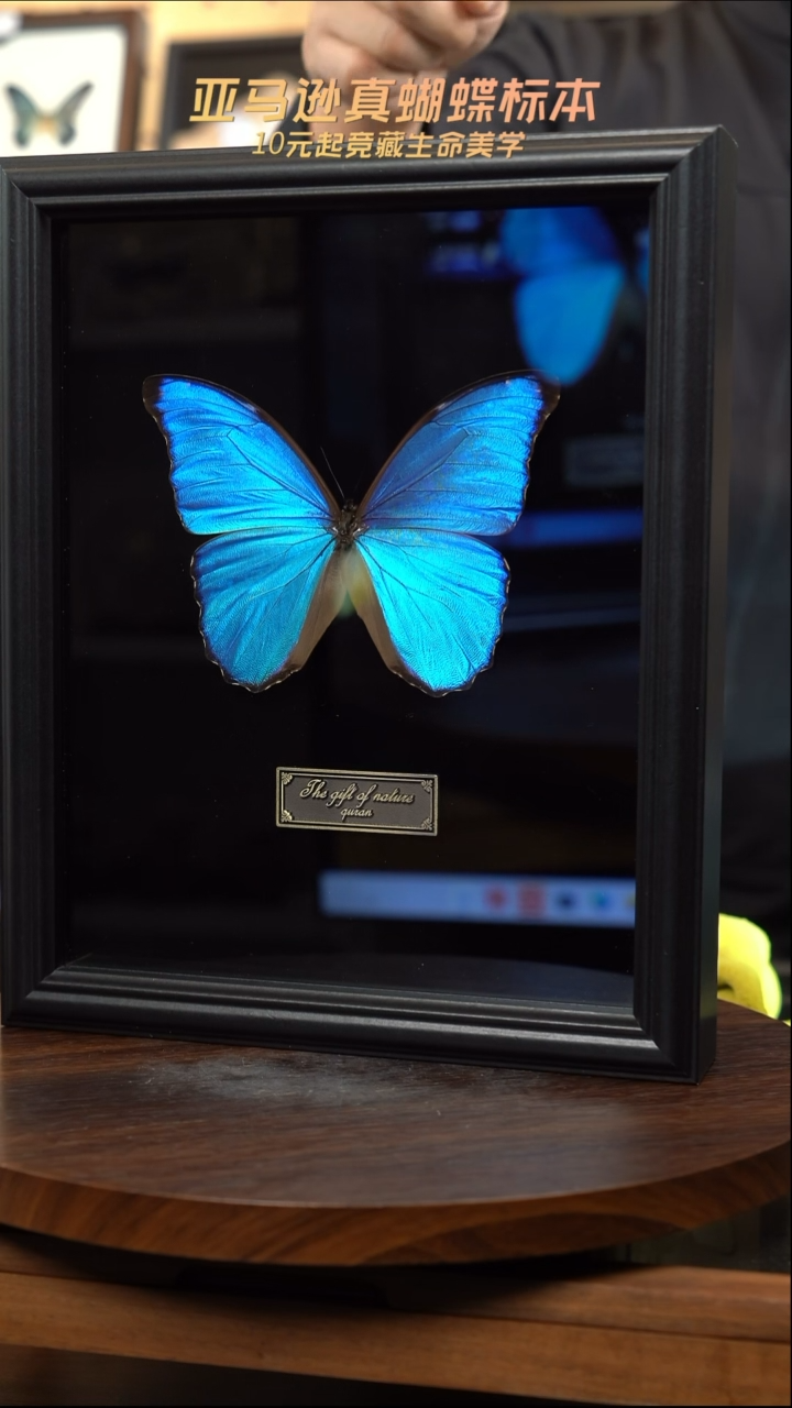 大蓝闪蝶黑绒底版10寸欧式框（带证书）