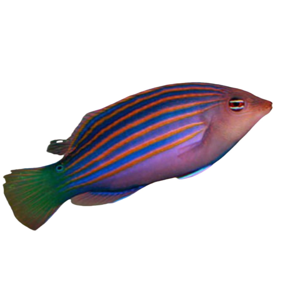 六线龙 冬季部分地区停发 提前确认