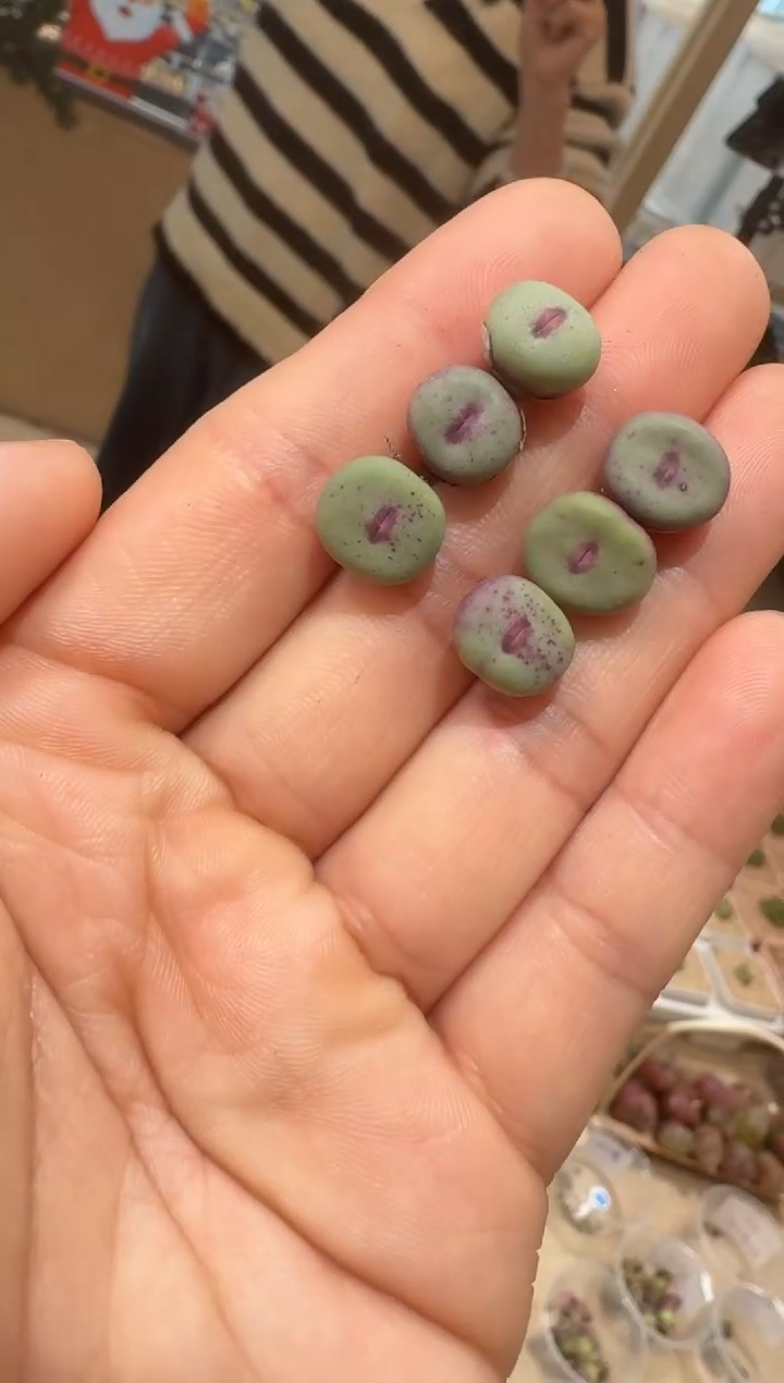 303多肉植物肉锥杂交红嘴一颗