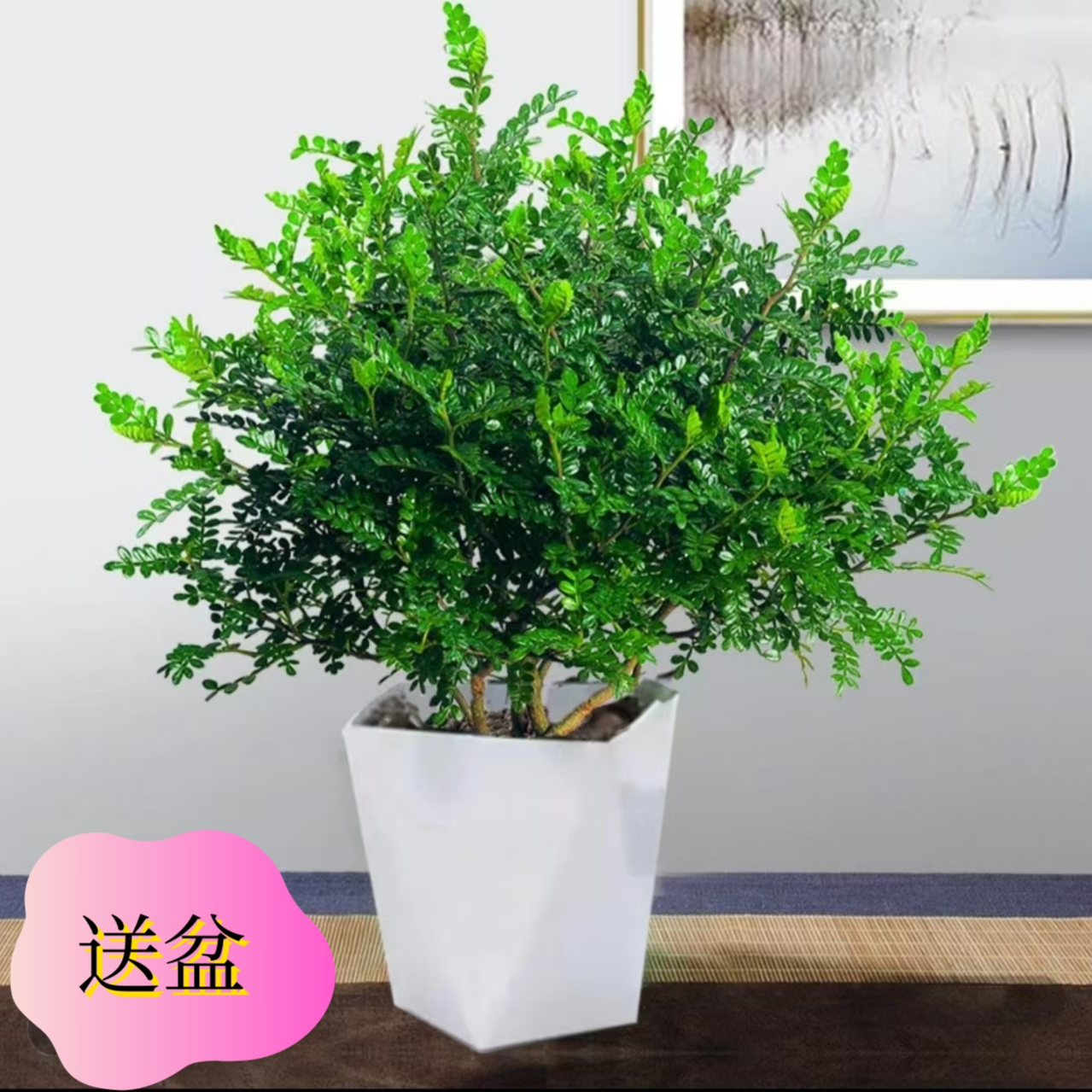 【赠送菱形盆】清香木盆栽四季香型庭院室内好养驱蚊盆景1