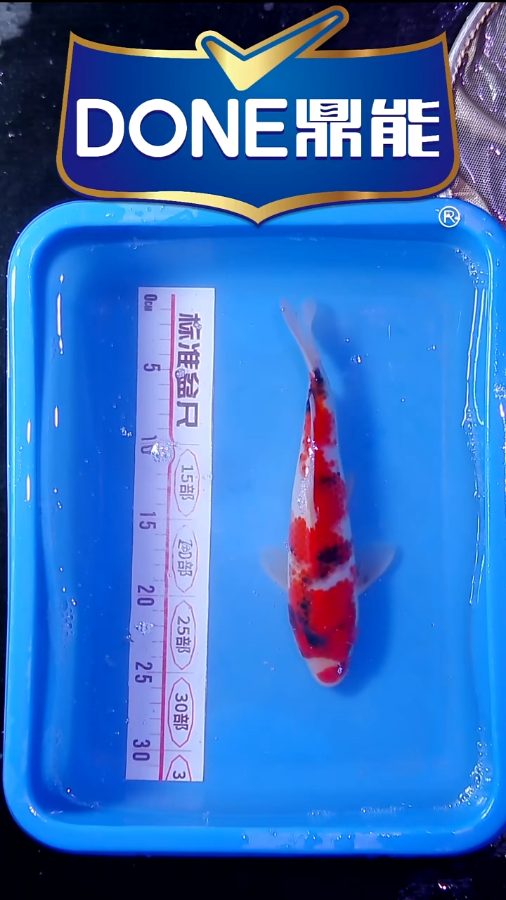 锦鲤直播间菁选 对版发货 18号