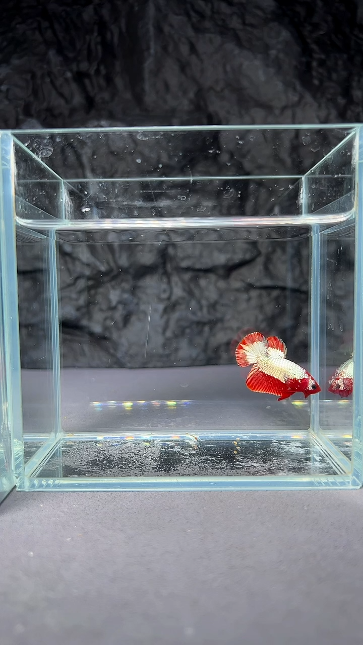 斗鱼竞拍链接A045