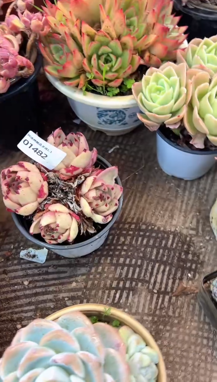 J****g多肉植物一物一拍01482