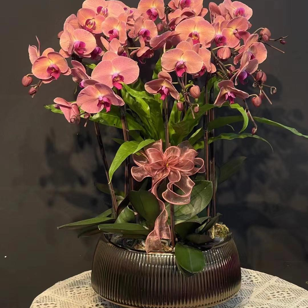 【欣欣向荣】蝴蝶兰基地组盆易养活