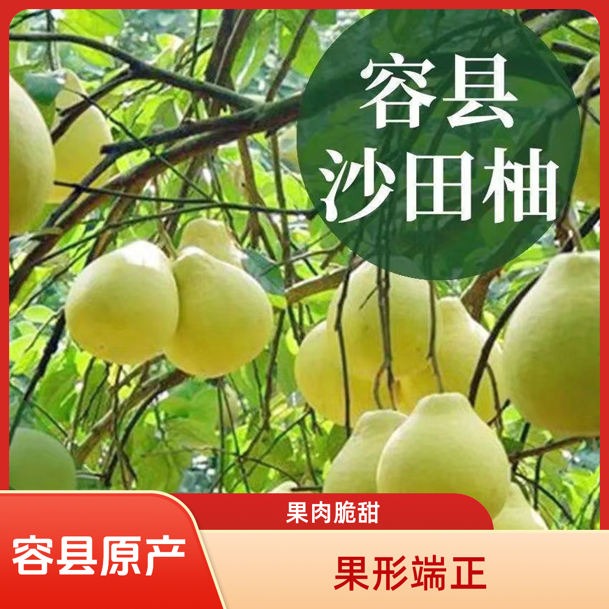 容县正宗沙田柚现发老树果清甜（标准果）袋装