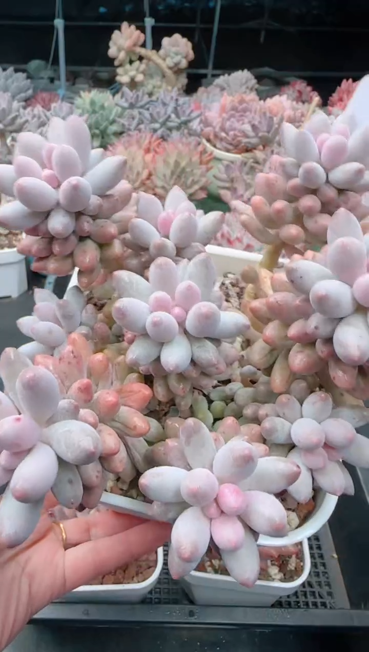 【闪购商品】3447婴儿手指