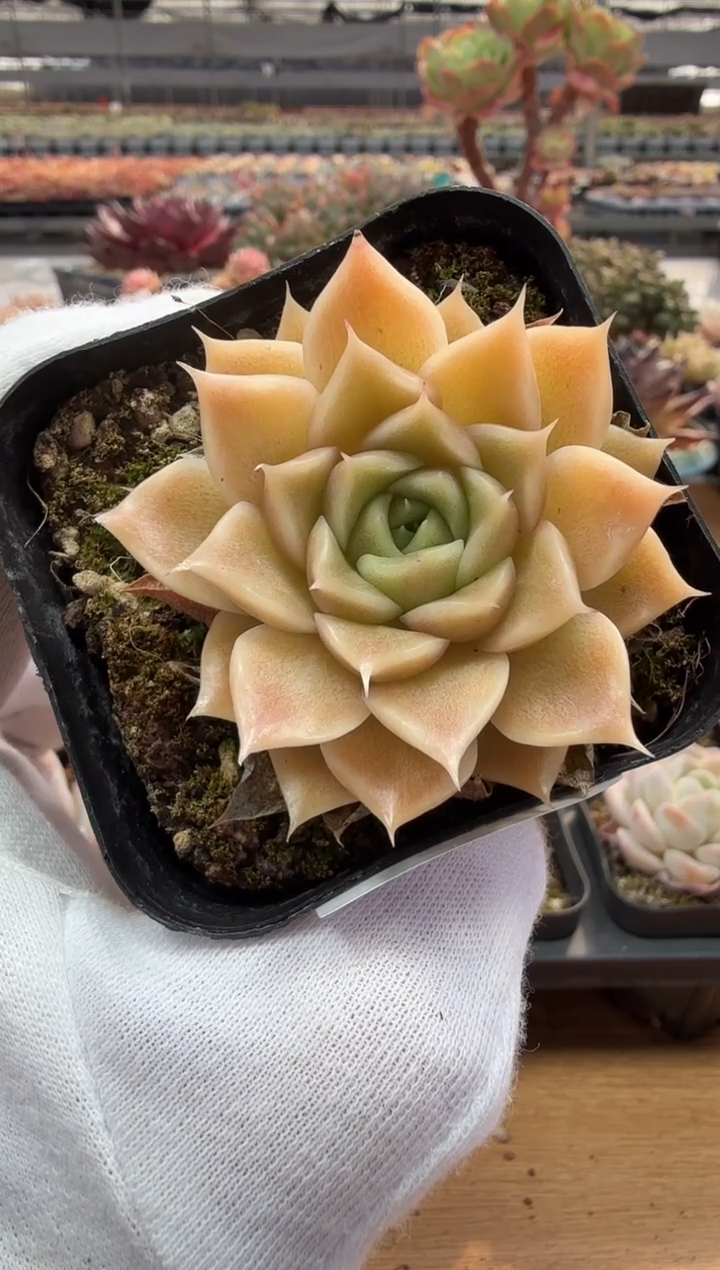 东云多肉园二店-91