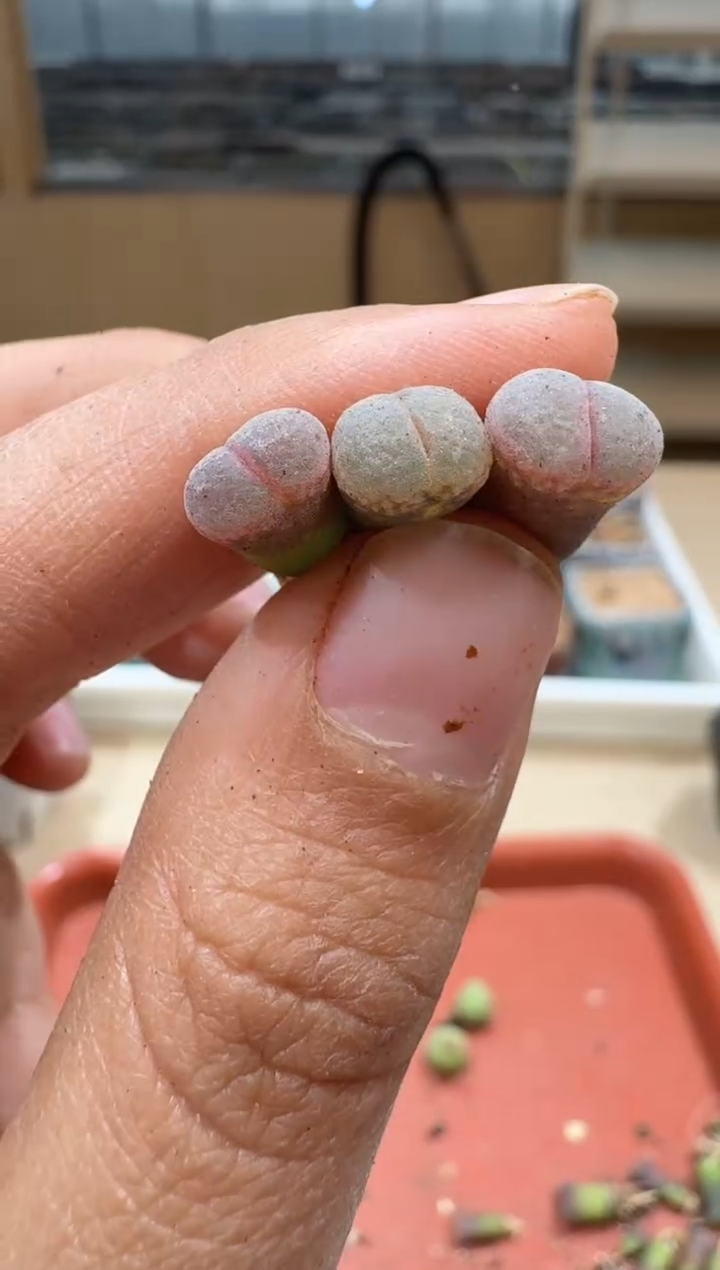 多肉植物肉锥2-330