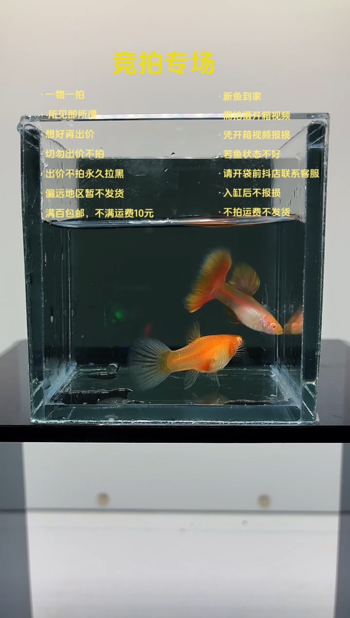 孔雀鱼金粉一对-13