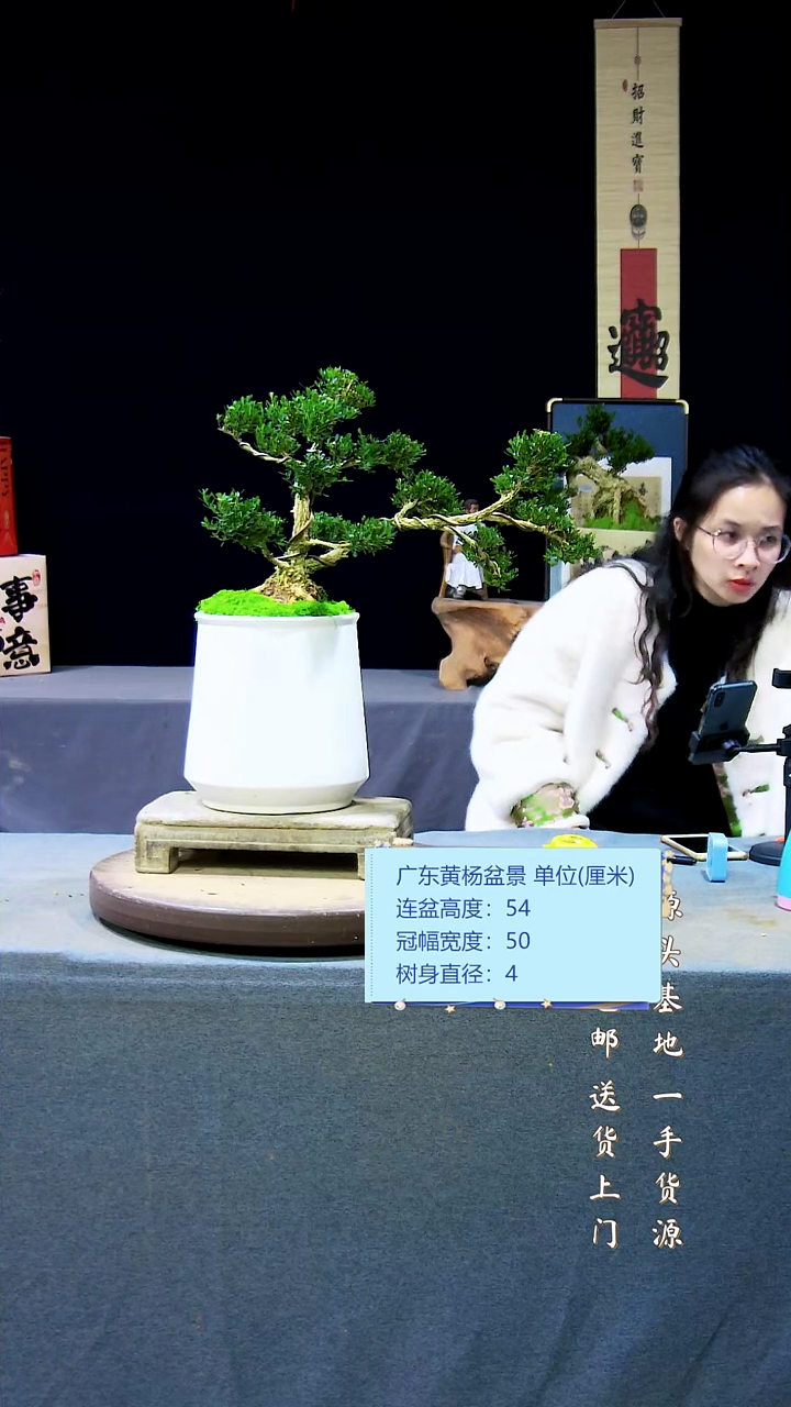 【闪购商品】黄杨盆景黄杨盆景