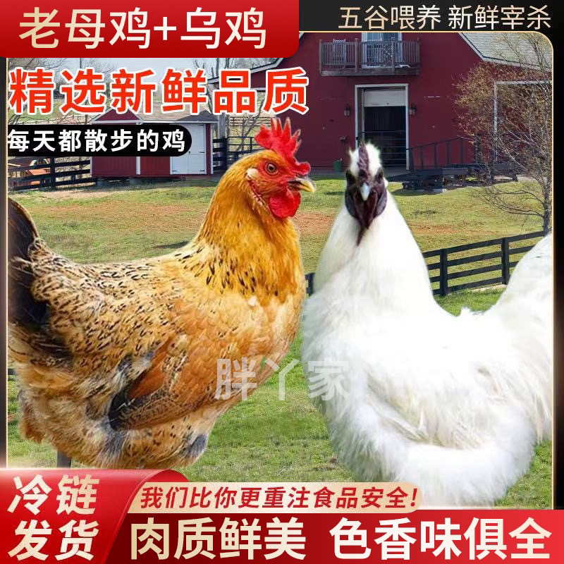 【胖丫家】3只2年老母鸡+1只2.4斤乌鸡 到手共4只净重10斤试吃一只
