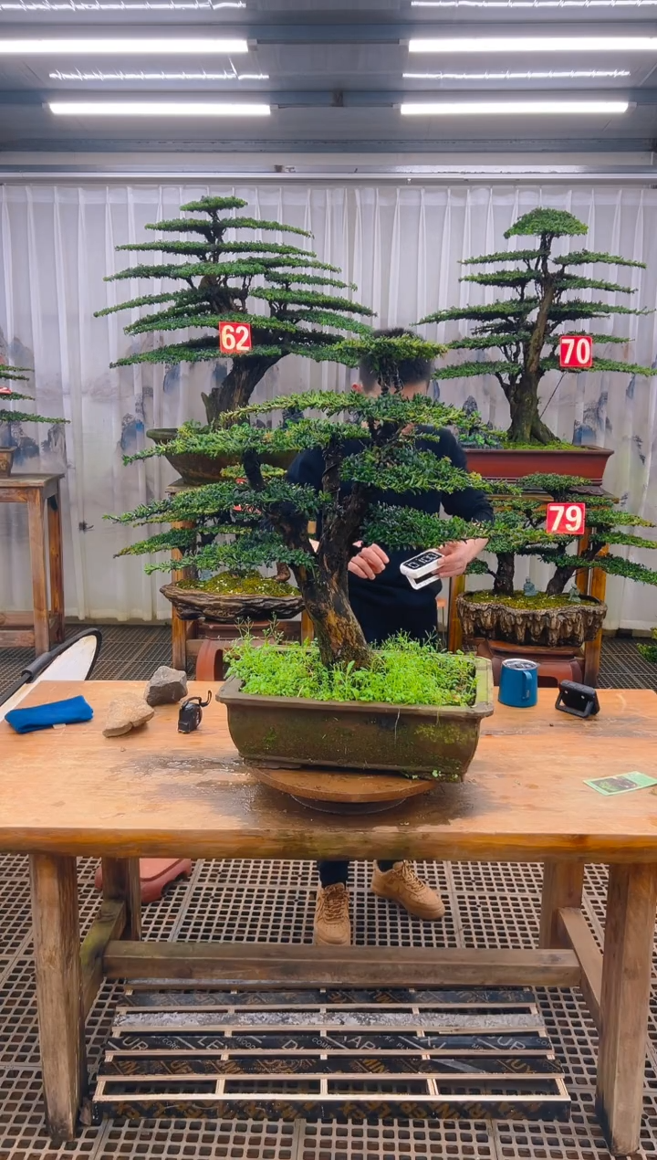 无花朵精品盆景直播间一物一拍