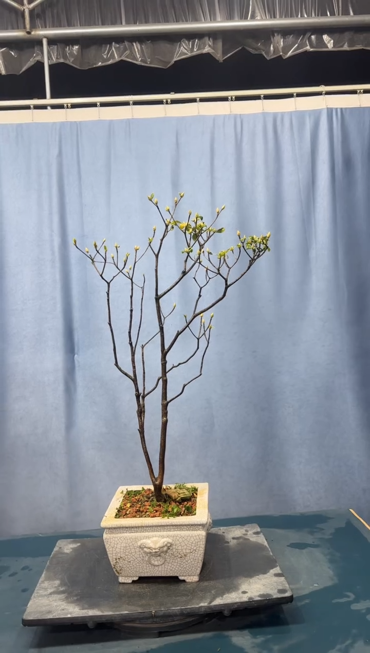 【闪购商品】盆景吊钟花