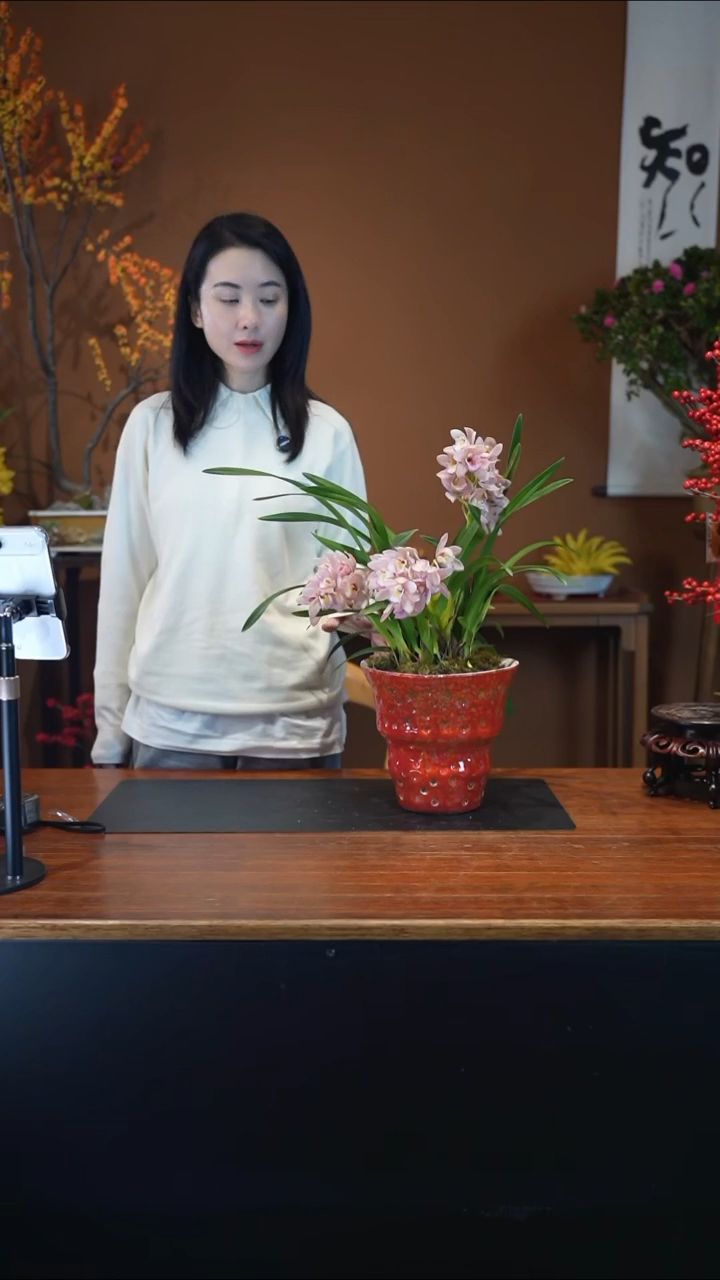 全部花朵樱花盆景盆景盆景