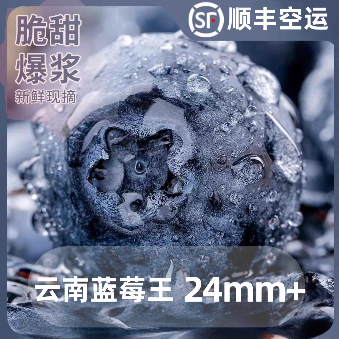 【24mm+蓝莓王】云南高山新鲜蓝莓 脆甜花果香新鲜现采摘 顺丰空运