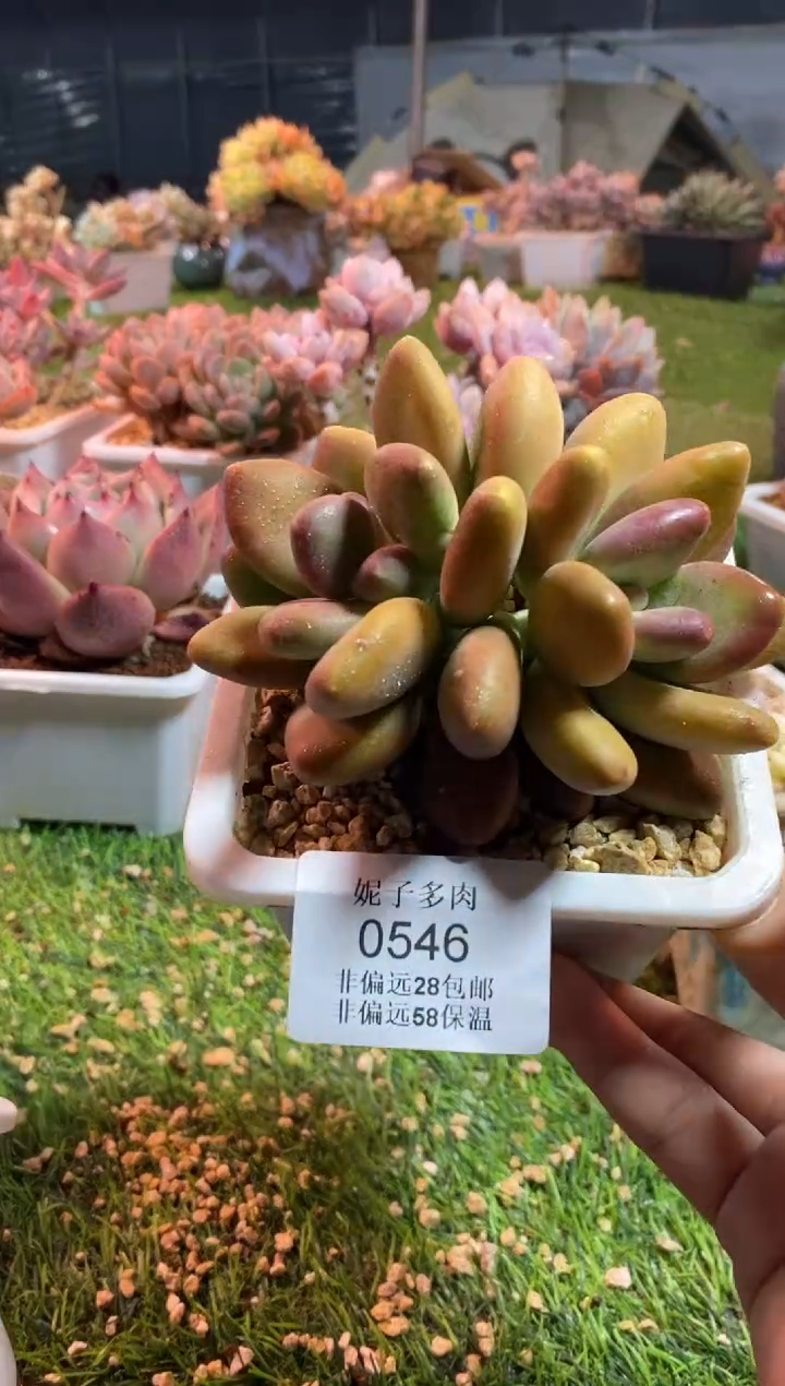 【闪购商品】0546a