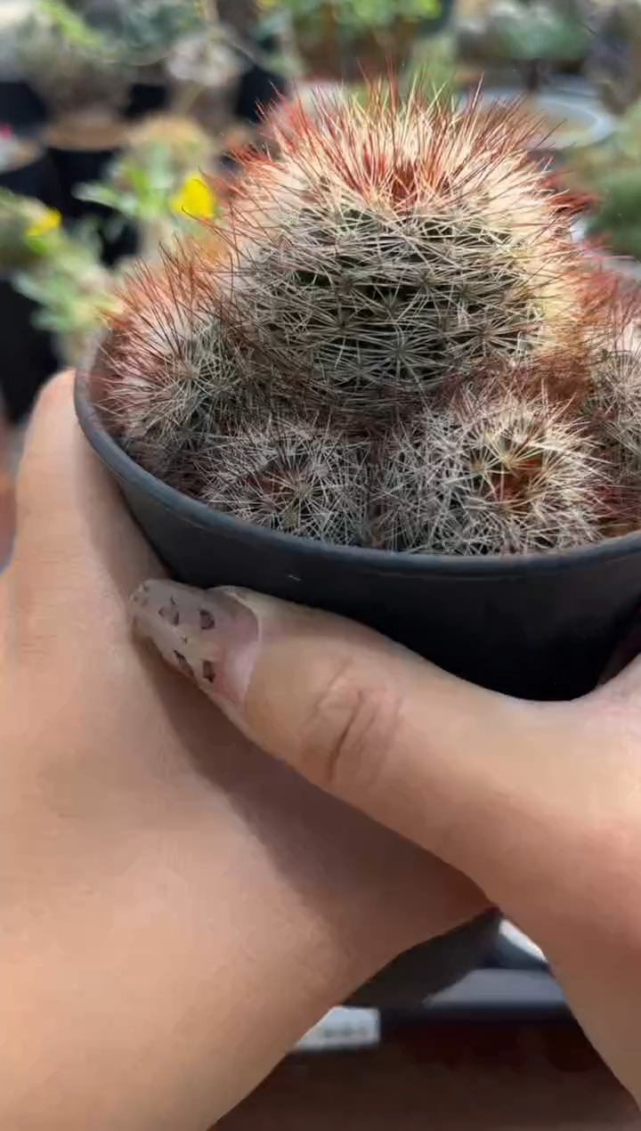口**妹甜妹专拍红刺马库斯群