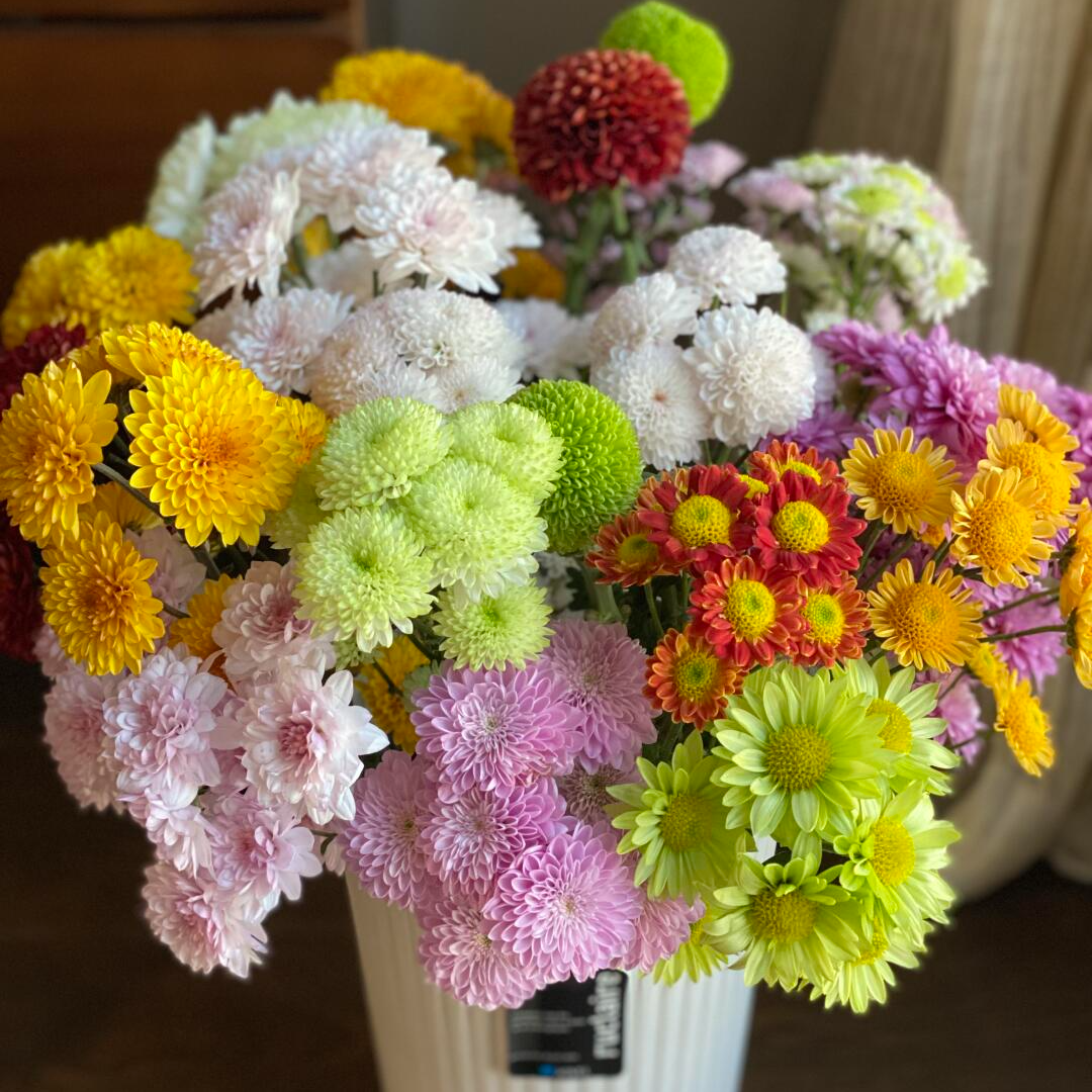 【花千氧】混色小菊不保水云南昆明鲜花基地发家用日常插瓶鲜切花