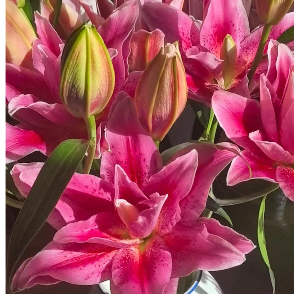 《优选》艾琳娜重瓣百合