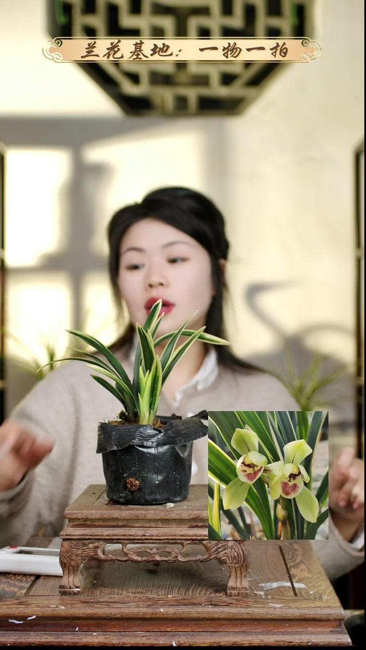 完全开放金冠荷苗带花苞