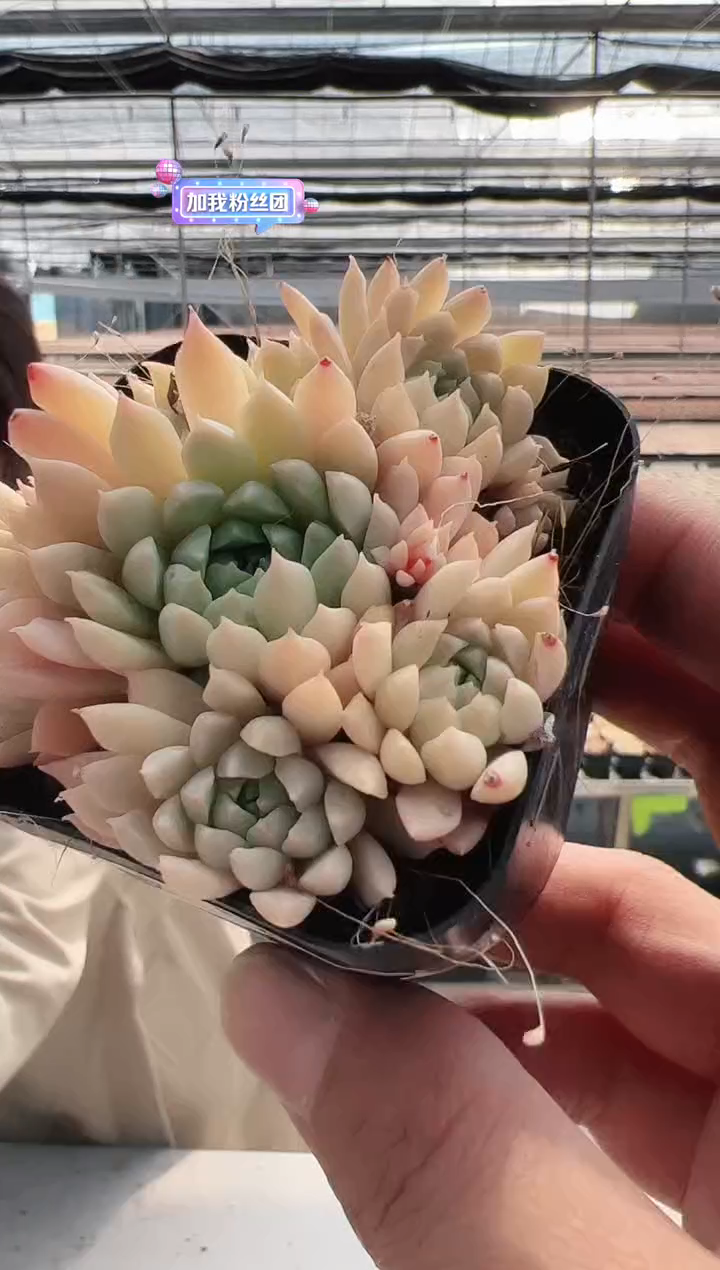 【闪购商品】新款多肉-58