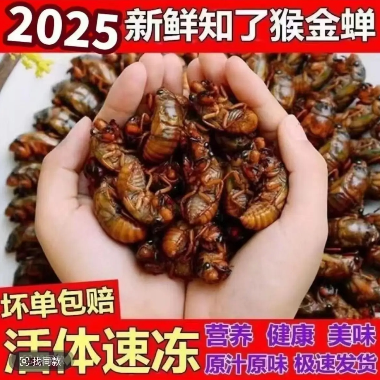 【新出土】2025新鲜现抓速冻知了猴营养丰富顺丰发货S