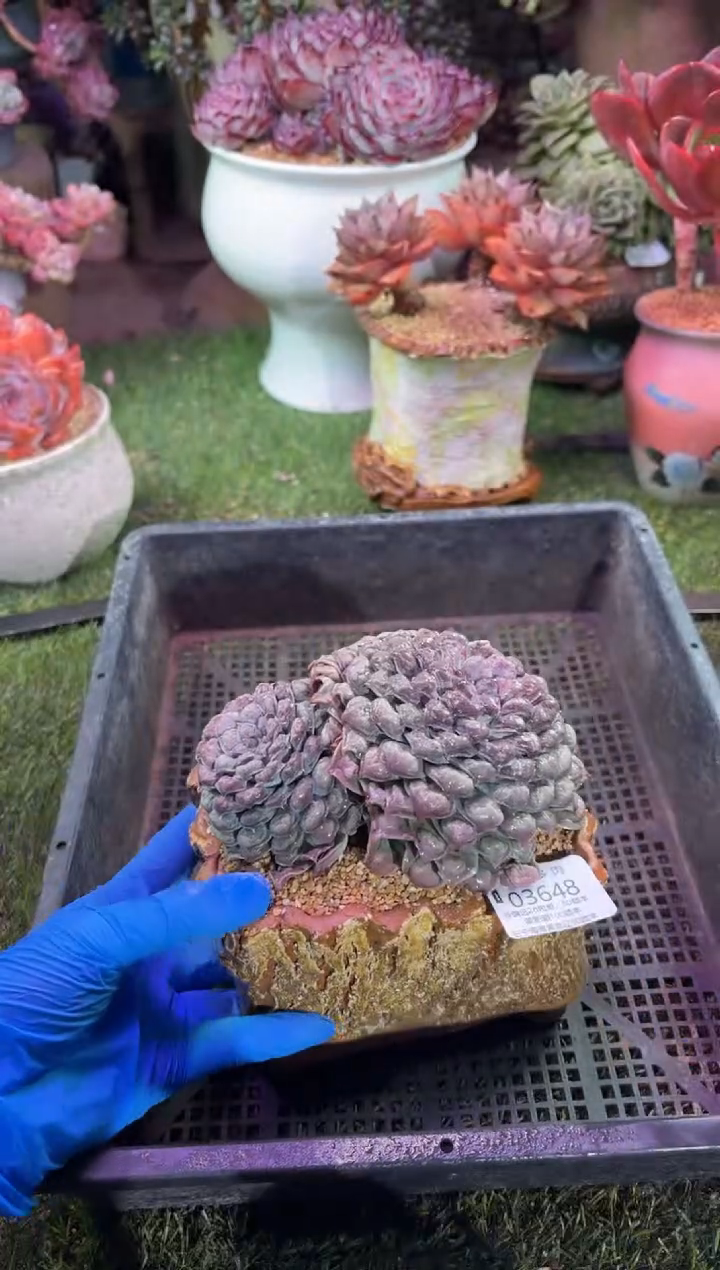 【闪购商品】03648