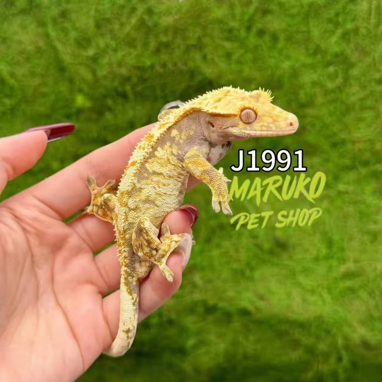 浪味仙爬宠  1991睫角守宫