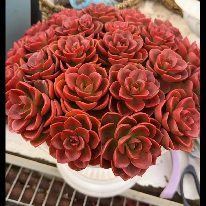 X红酒玫瑰+罗马盆 多肉植物 带盆带土栽好种好 好养耐活   L