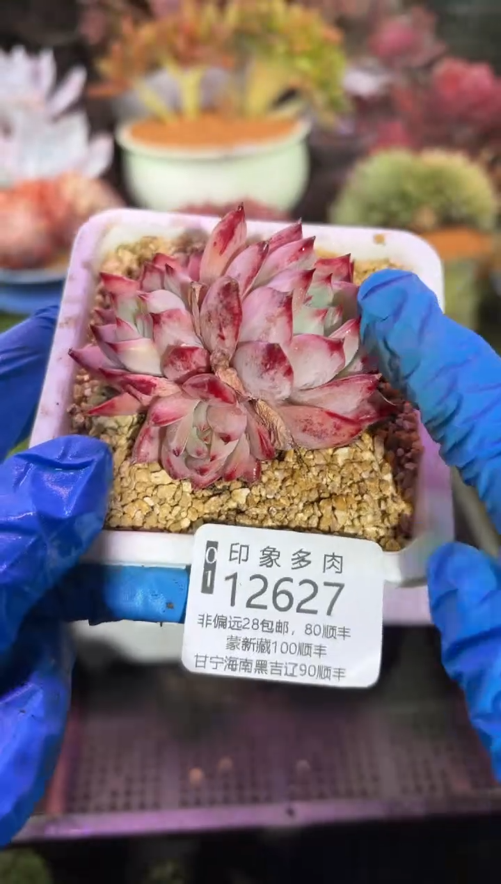 【闪购商品】12627