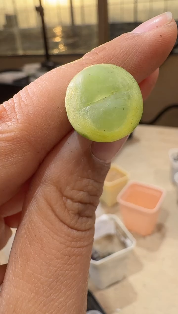 25-163多肉植物肉锥