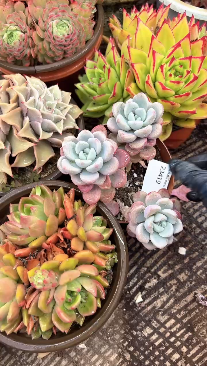 ?****?多肉植物一物一拍23419