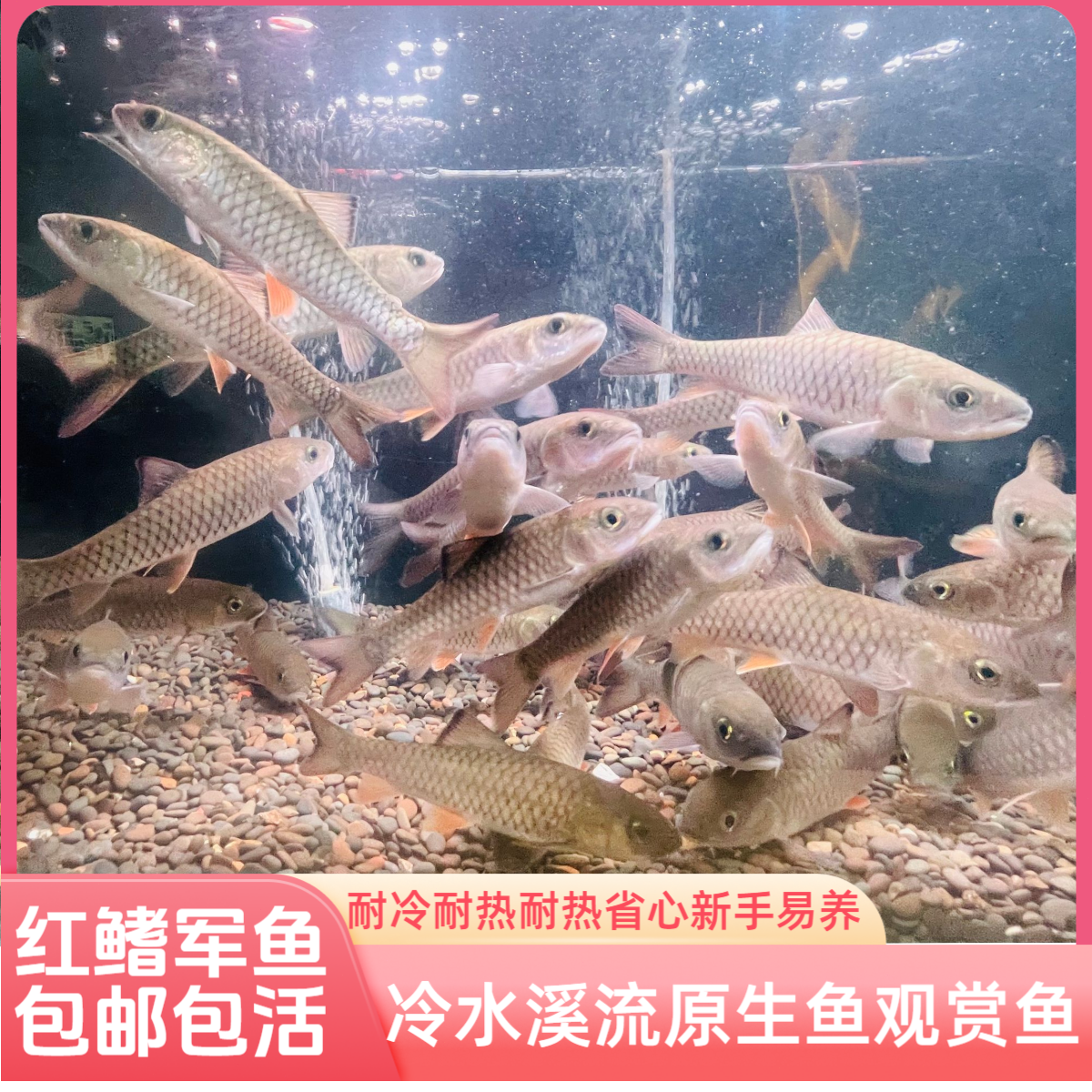 武夷山军鱼原生鱼观赏鱼路亚军鱼黄娟鱼倒刺鲅鱼苗活体光鱼粗鳞