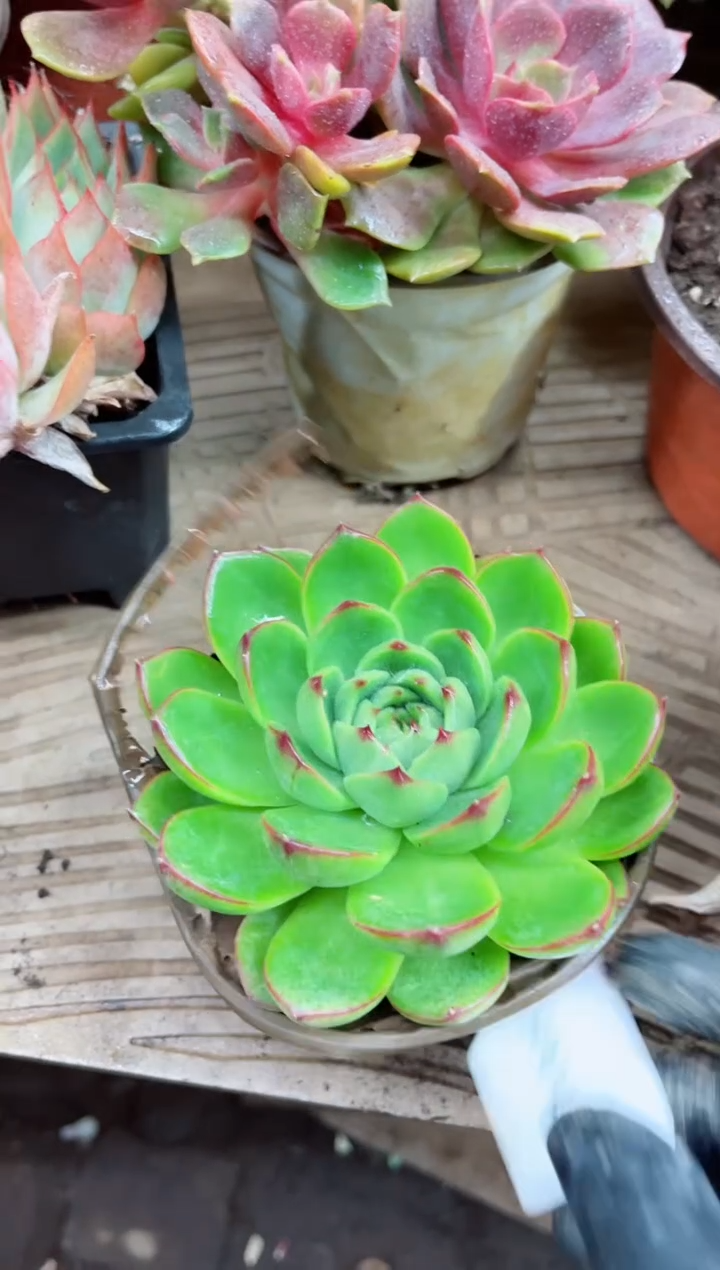 晓*运21005多肉植物一物一拍