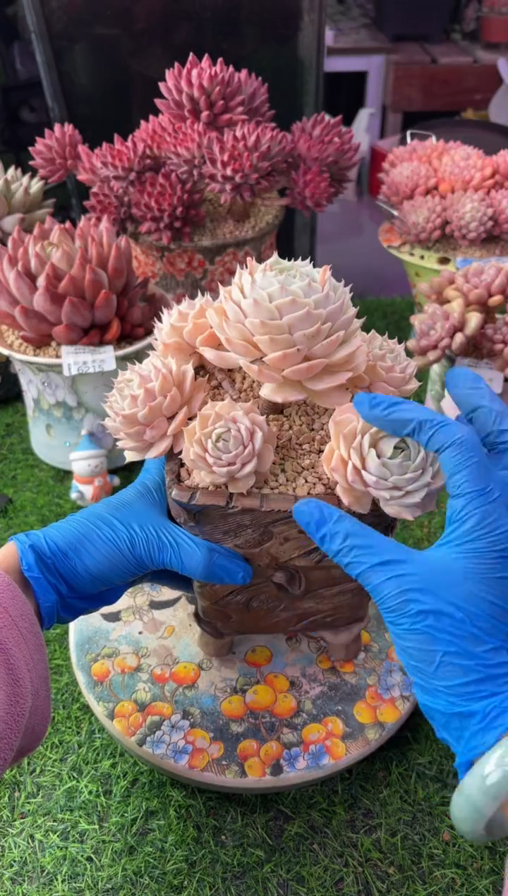 昆明印象多肉6319